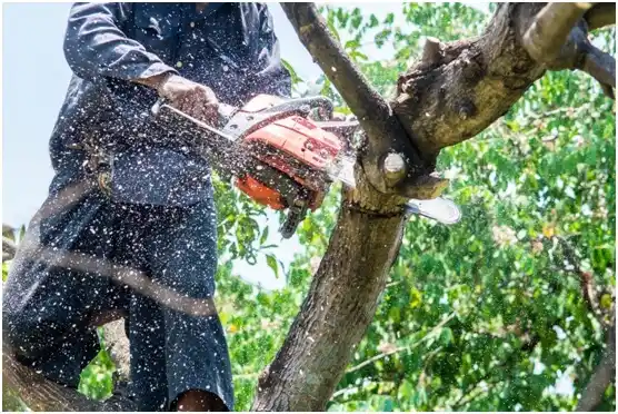 tree services Cheyney University